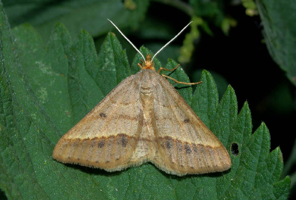 Geometridae da conf. e  determ.